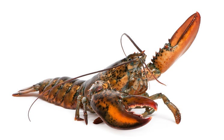 orange lobster