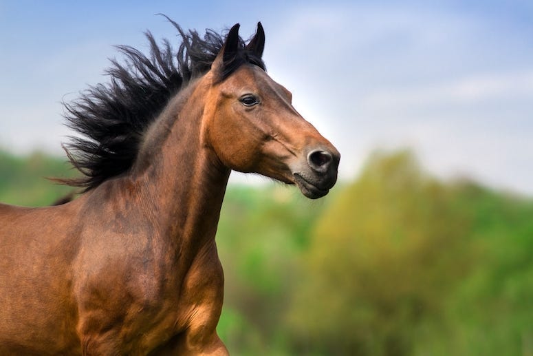 Horse, Bay Stallion, Running, Black Mane, Portrait