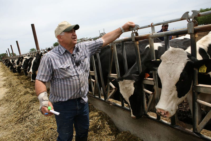 Dairyman Frank Faria checks on cows at the Faria Dairy Farm June 3, 2009 in Escalon, California. As milk prices plummet due to weakening international and national demand, dairy farmers across the U.S. are struggling to turn a profit.