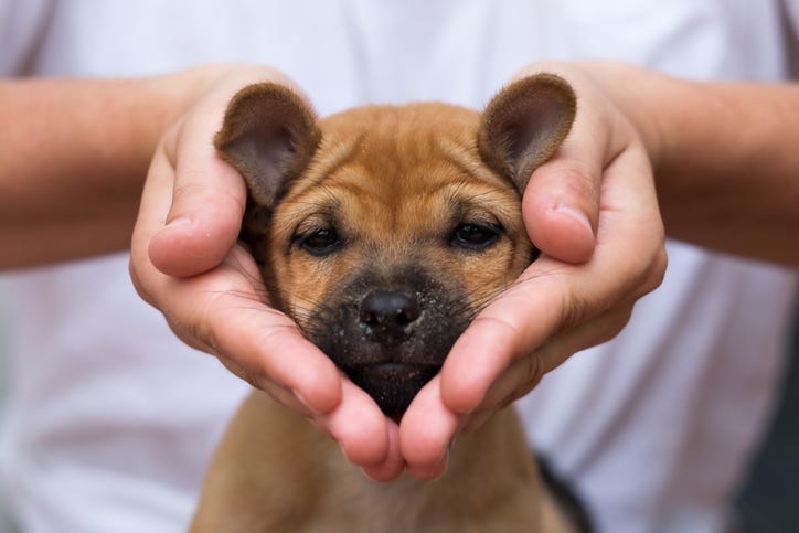 puppy love
