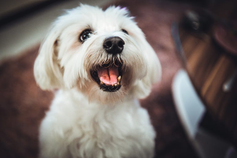 maltese
