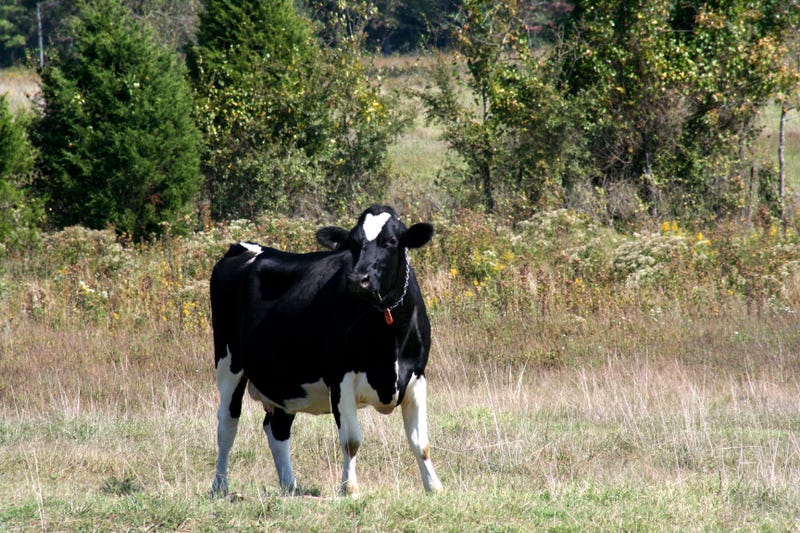 cow in pasture