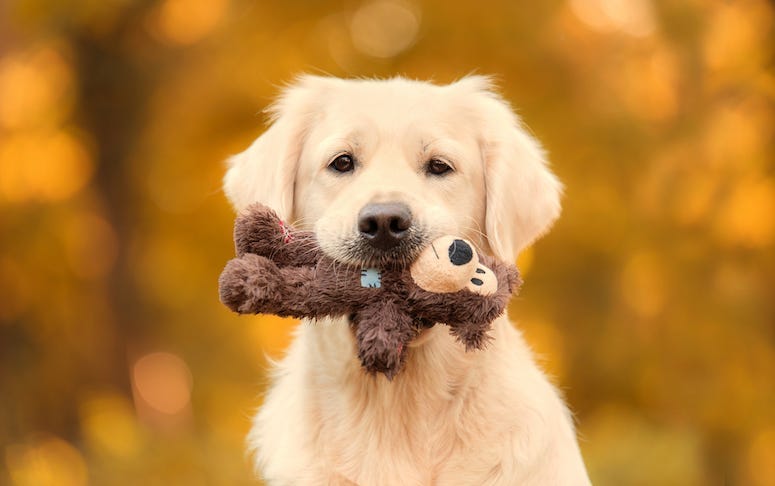 Dog, Golden Retriever, Puppy, Toy