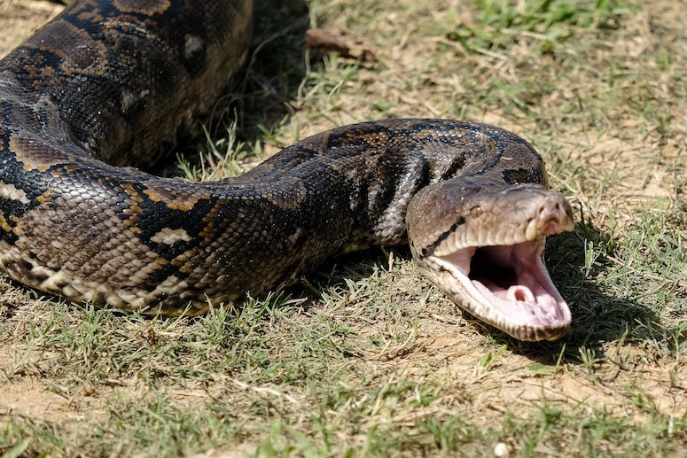 Snake, Bite, Strike, Grass, King Cobra