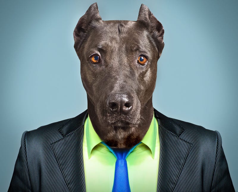 Great Dane wearing suit and tie