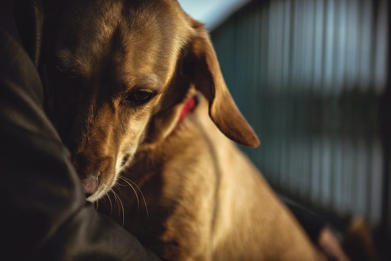Dog, Cuddling, Adoption, Cage