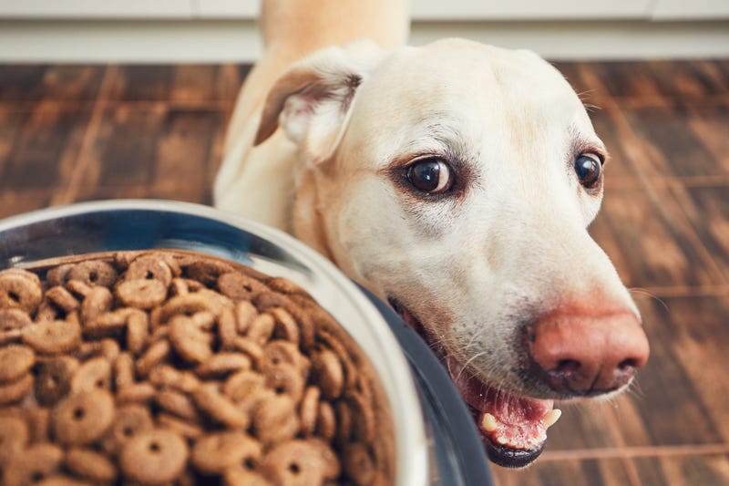 Dog Awaiting a Bowl of Food