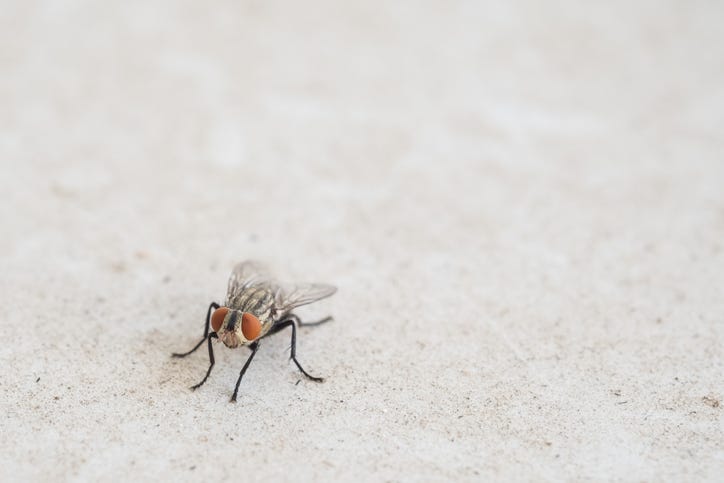 Fly