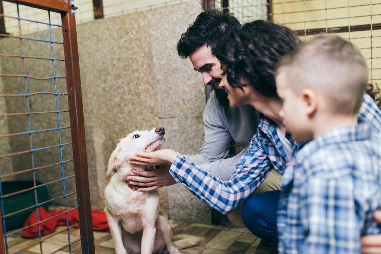 Pet adoptions