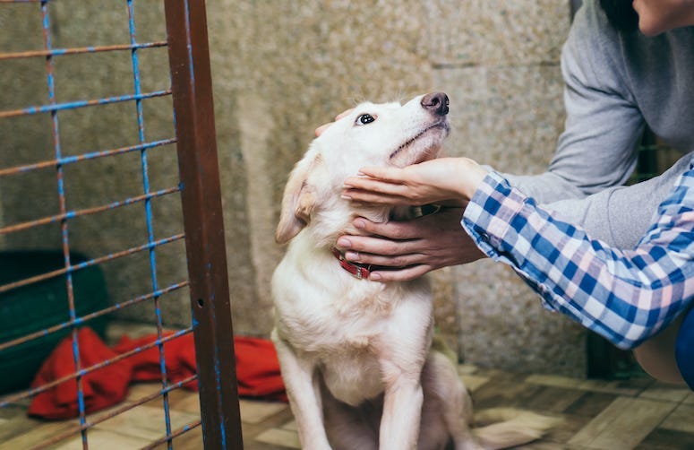 Dog, Shelter, Adoption, Cage, Family, Petting