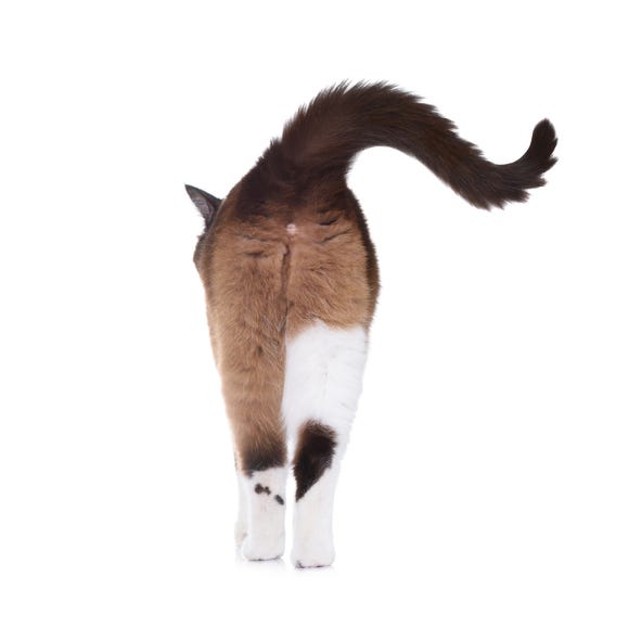 cat butt