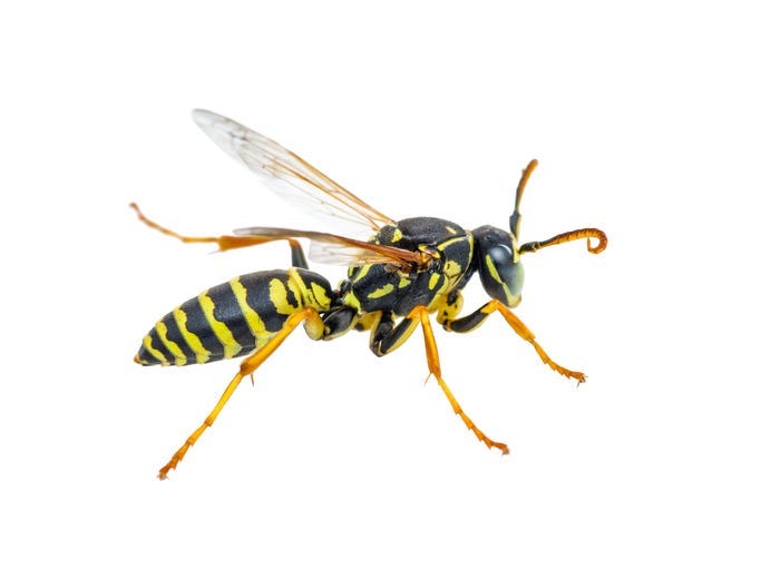 hornet