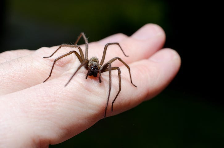spider