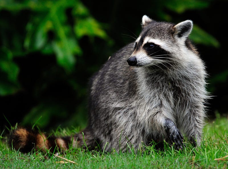 RACCOON