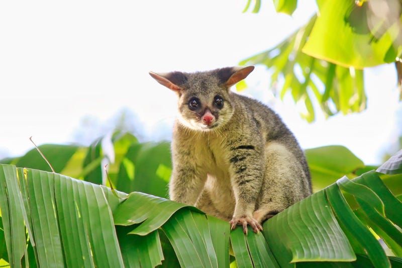 Cute Possum 5