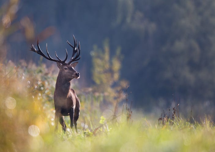 Deer