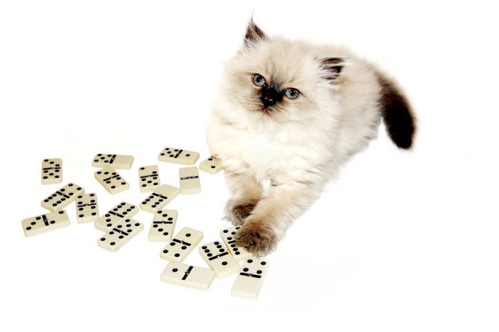 cat
