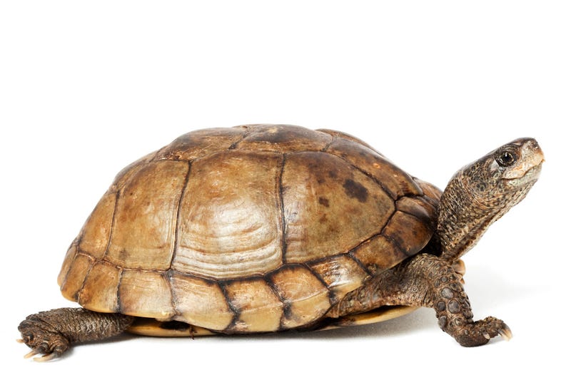 Tortoise