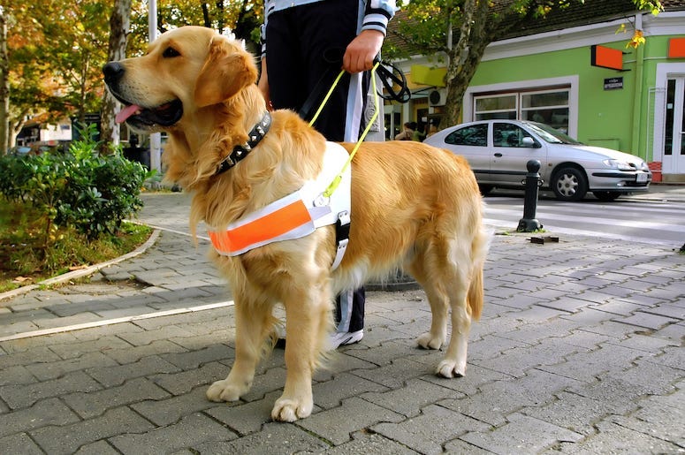 Guide Dog, Seeing Eye Dog, Blind Human, Pet, Owner, Animal, Pup, Dog, Golden Retriever
