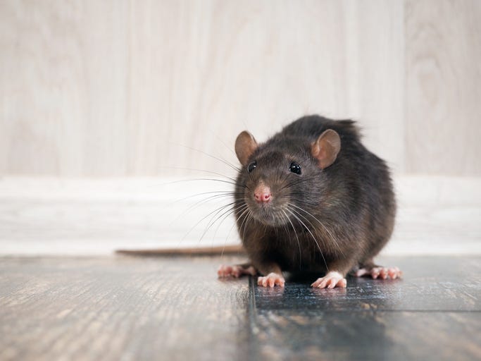 Rat