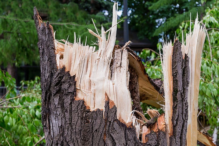 Storm Damage, Broken Tree