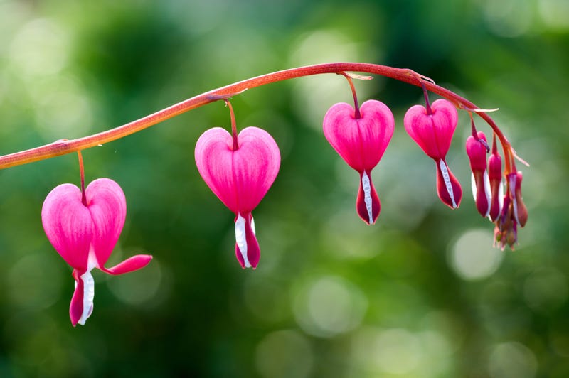 bleeding-hearts-GettyImages-940932986.jpg