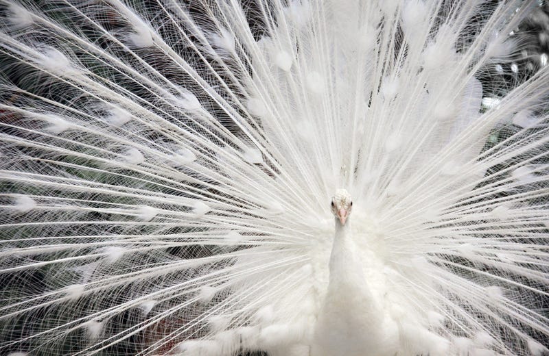 Piebald Peacock