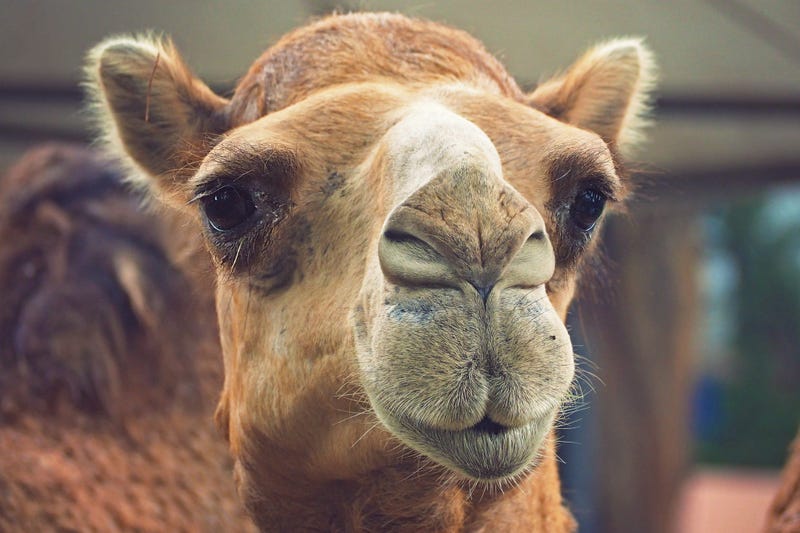 camel