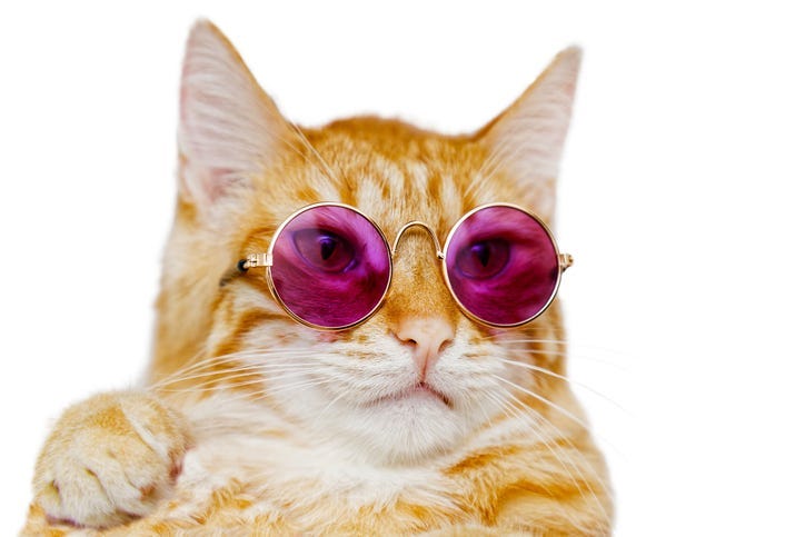 Cool Cat