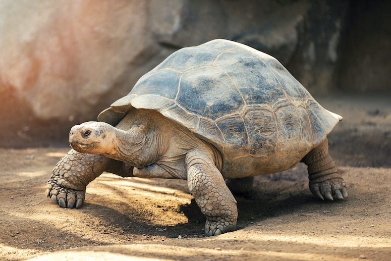 Galapagos tortoise, Zoo, Tortoise