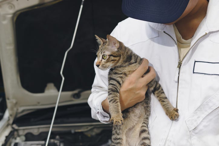 cat in a car