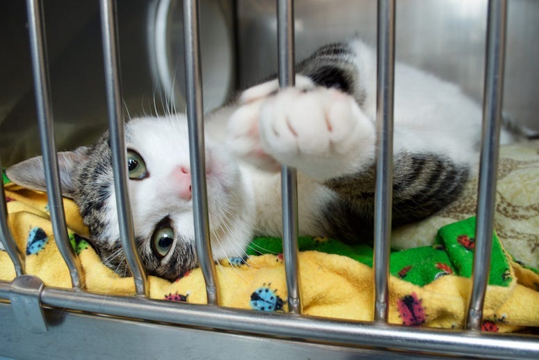 Cat, Rescue, Kitten, Shelter, Cage, Paw