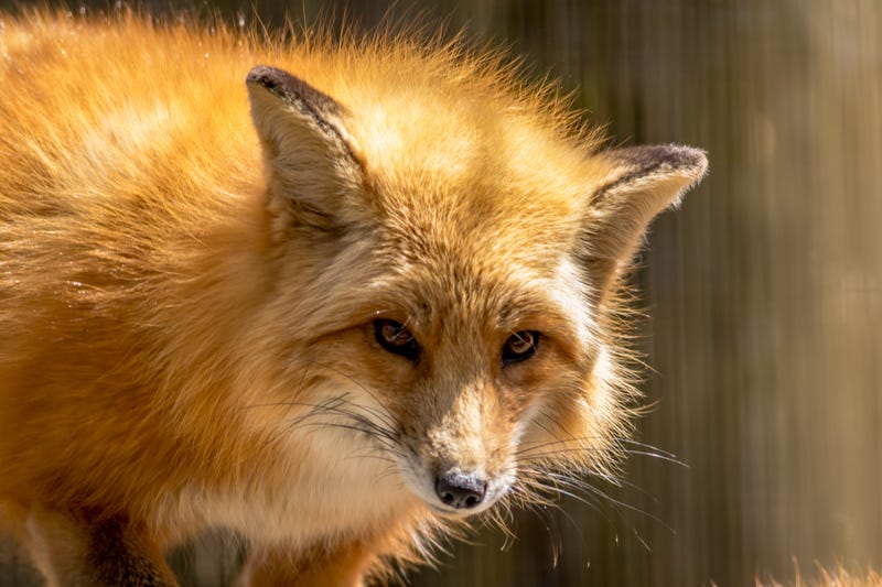 Fox