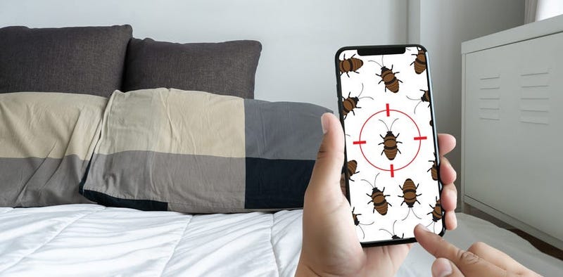 bedbugs