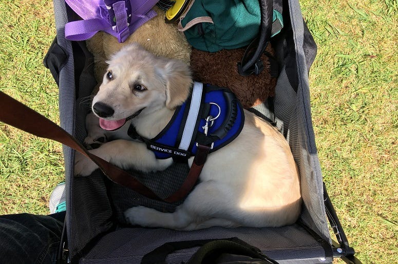 Service dog in training