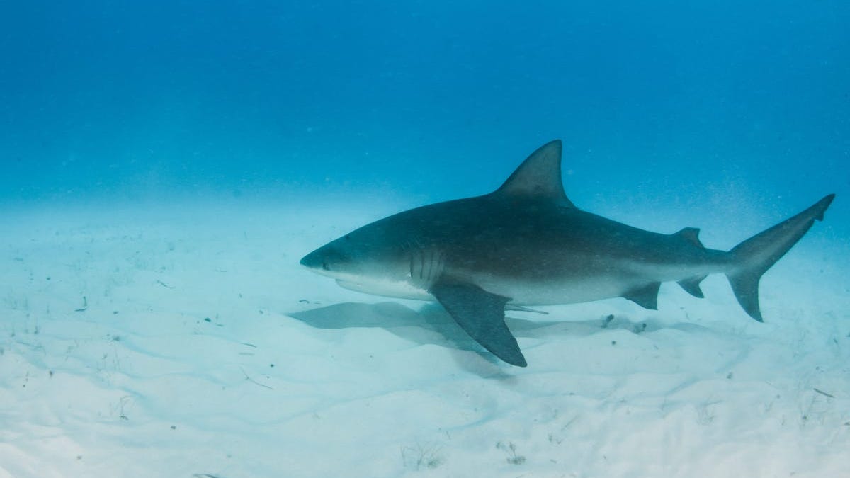Bull Sharks Are Making a Comeback