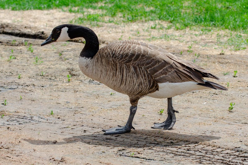 Canada Goose