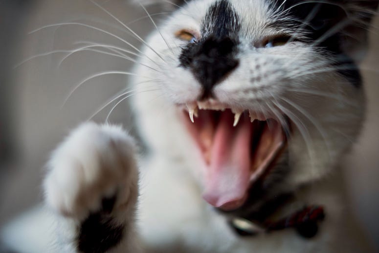 Cat, Attack, Bite, Teeth