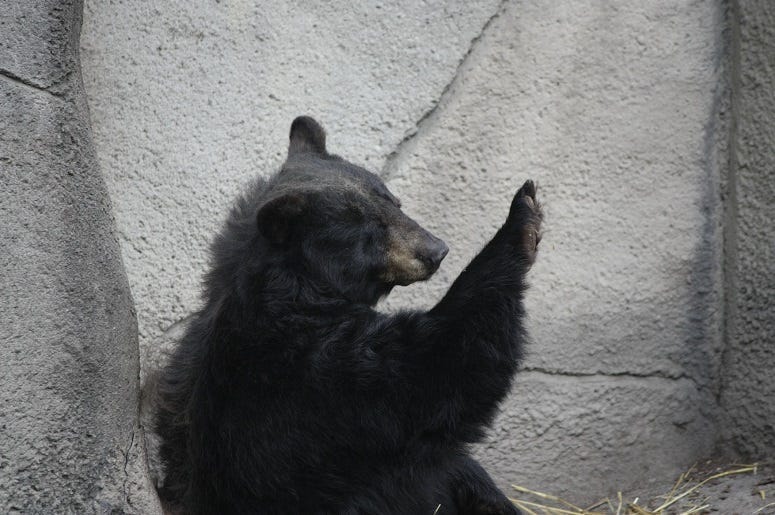 Black Bear from the Cleveland Metropark Zoo