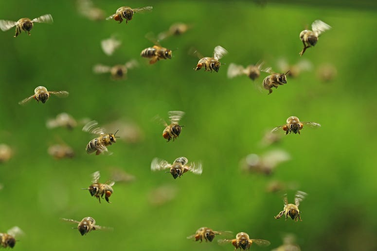 Bees, Swarm, Flying, Honey Bees, Green Bukeh