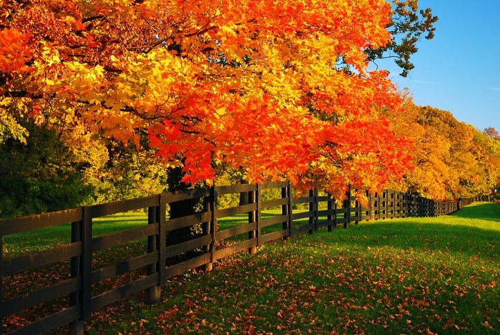 Fall Foliage.