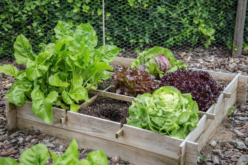 Garden Box