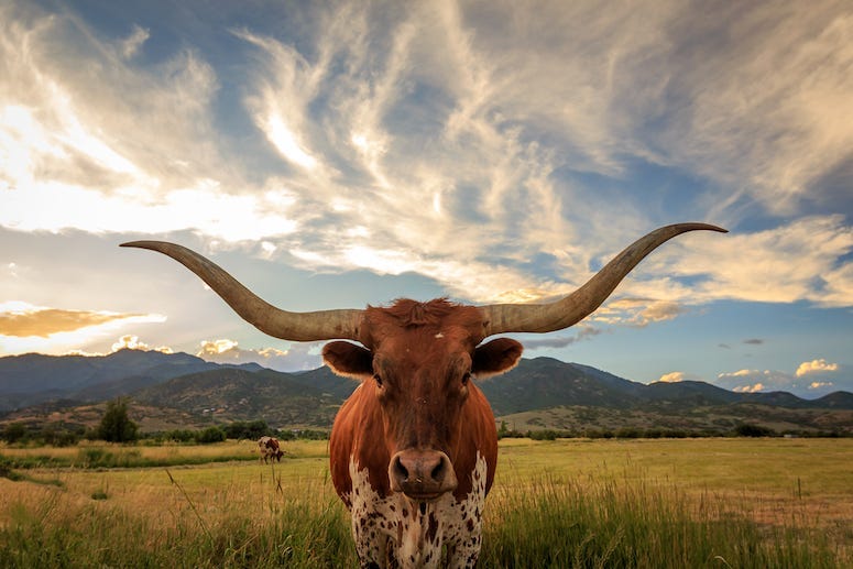 Texas Longhorn, Longhorn, Horns, Sky, Prairie,Grass, Field