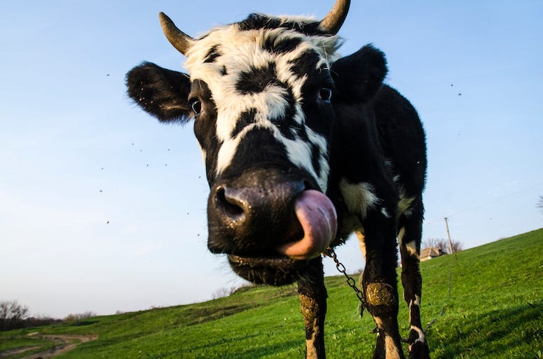 Cow, Field, Tongue, Nose, Close Up