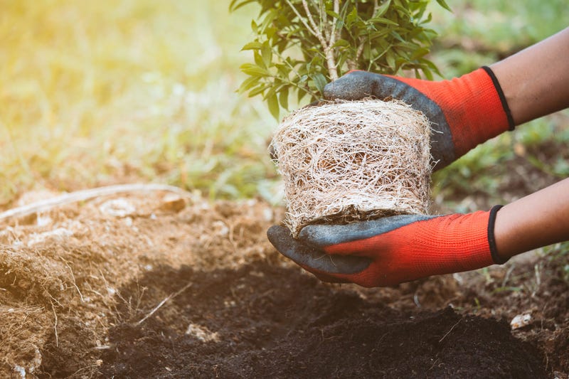 Planting A Tree