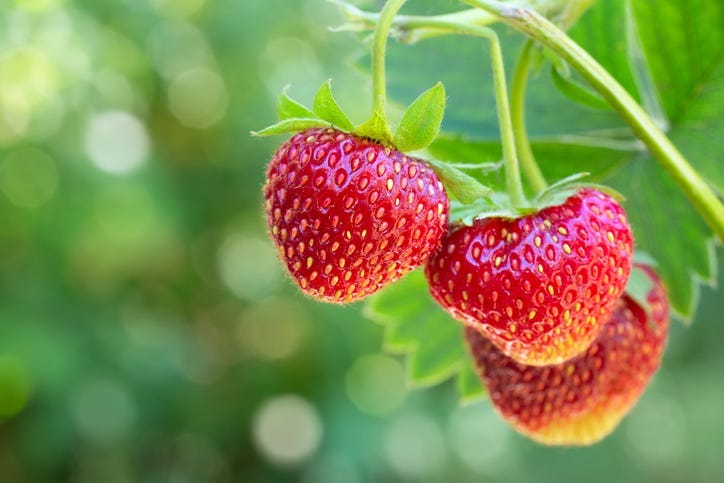 Strawberries.
