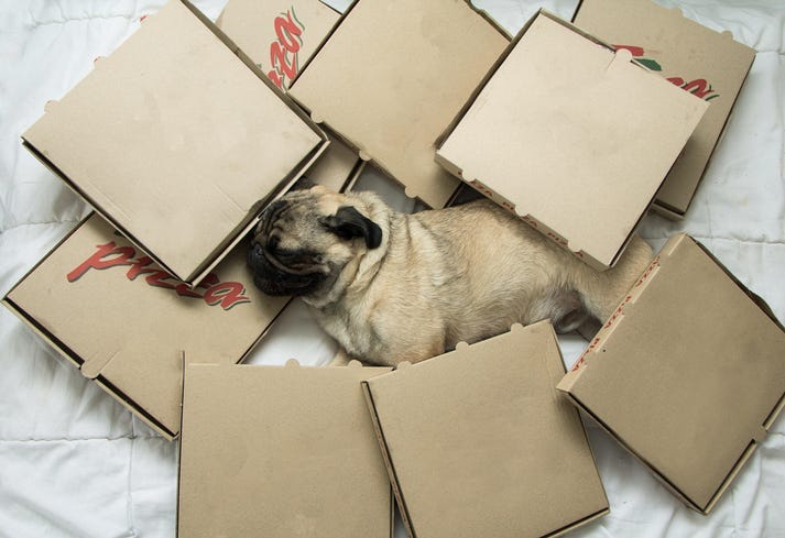 dog on pizza box