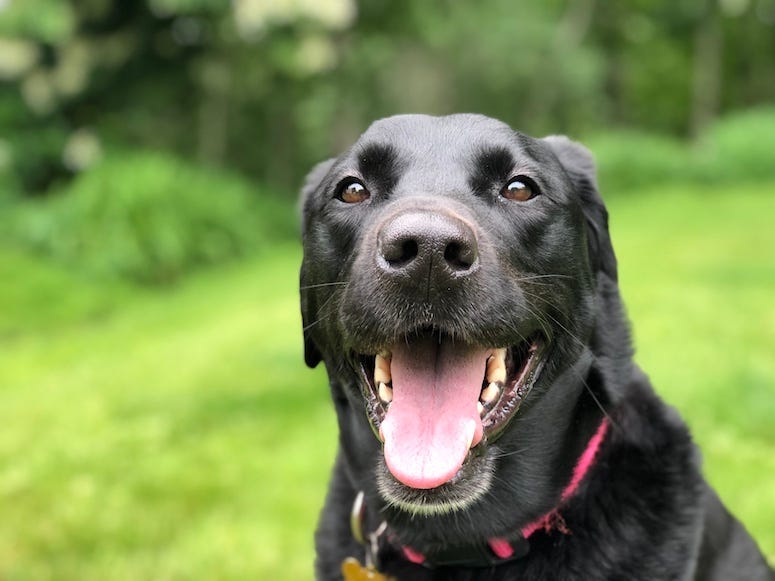 Black Lab, Dog, Puppy, Smiling, Labrador Retriever