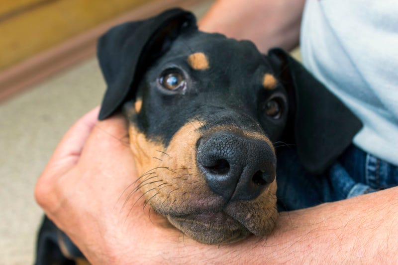 adoption dog
