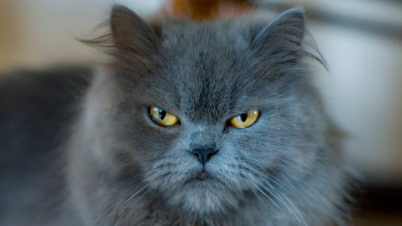 angry cat dgs 